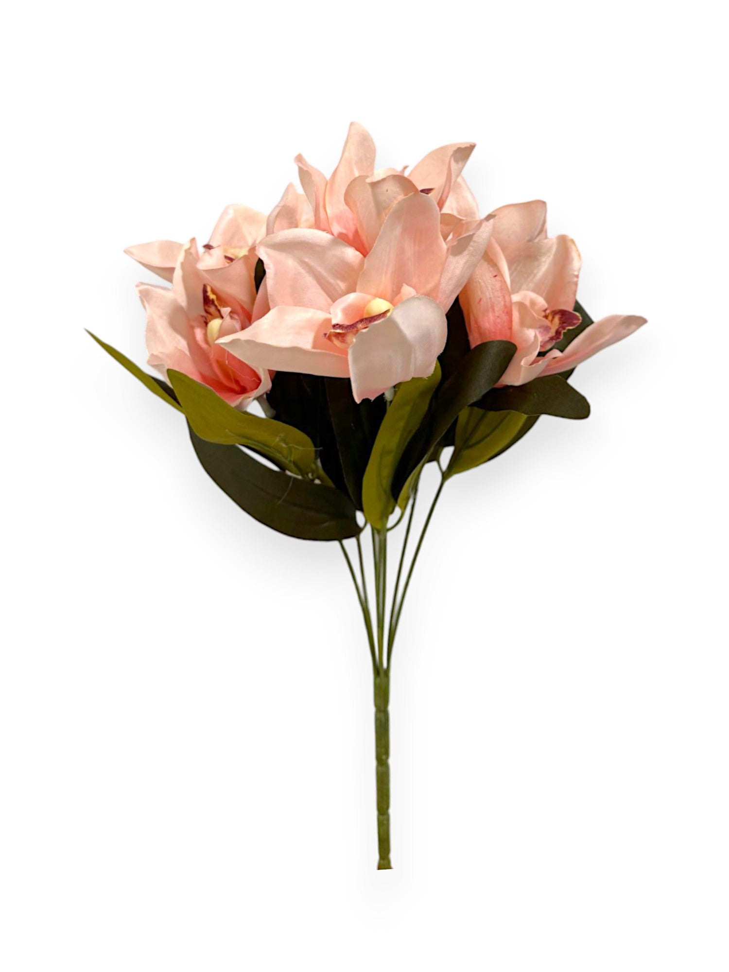 CYMBIDIUM BUSH X7