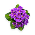 MINI VIOLET BUSH 7"