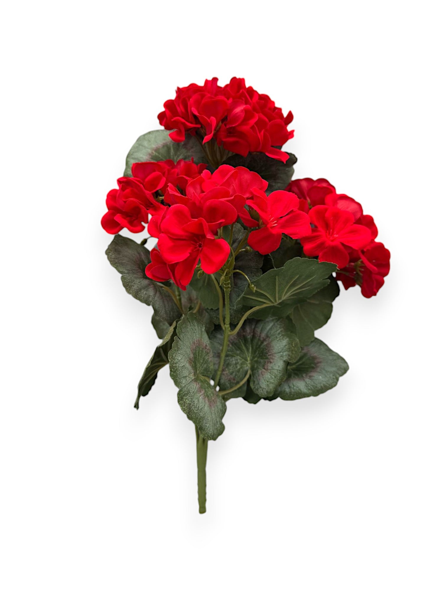 BEGONIA BUSH X5 14"