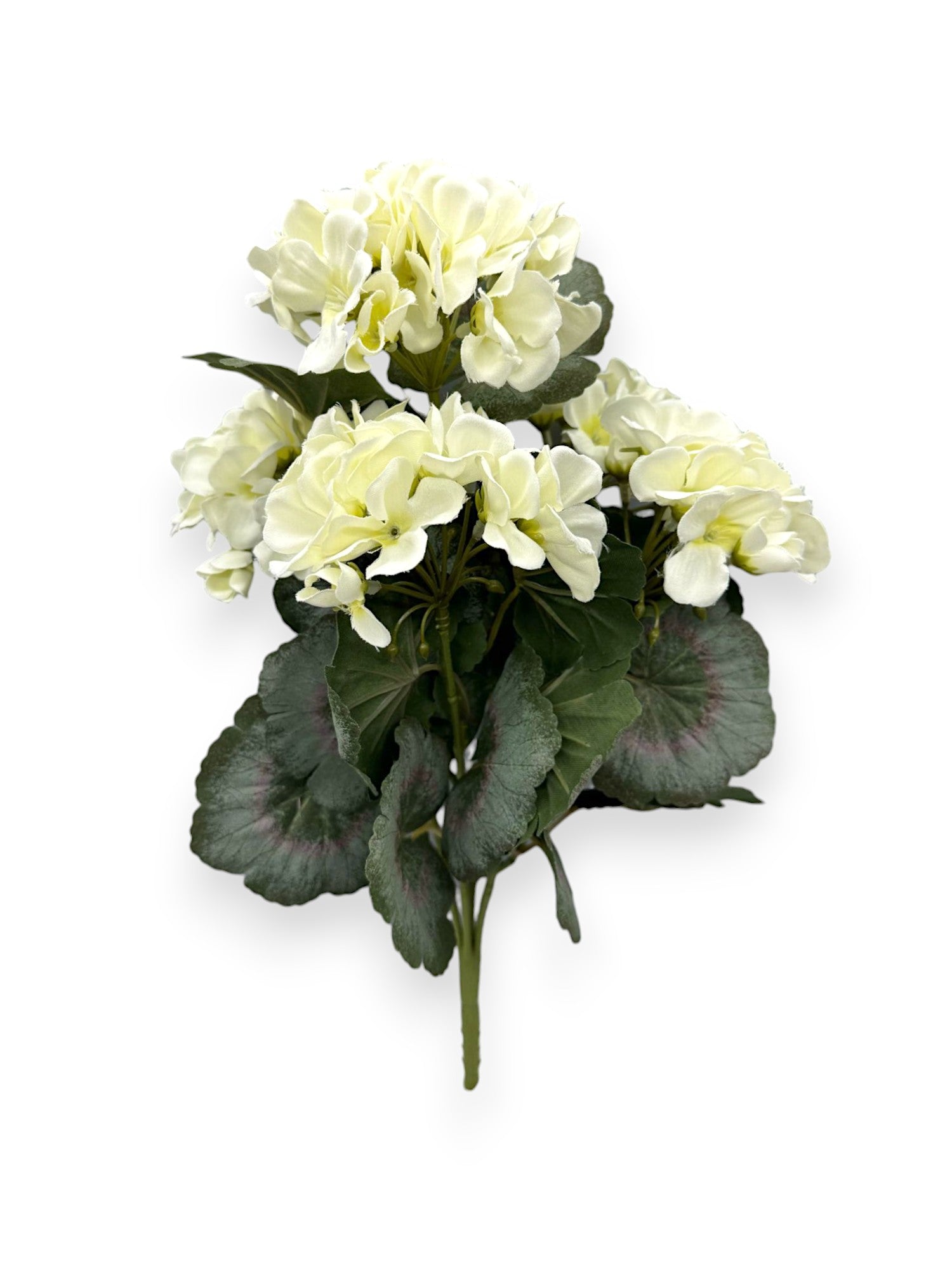 BEGONIA BUSH X5 14"
