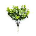 EUCALYPTUS BUSH X6