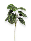CALATHEA BUSH 12"