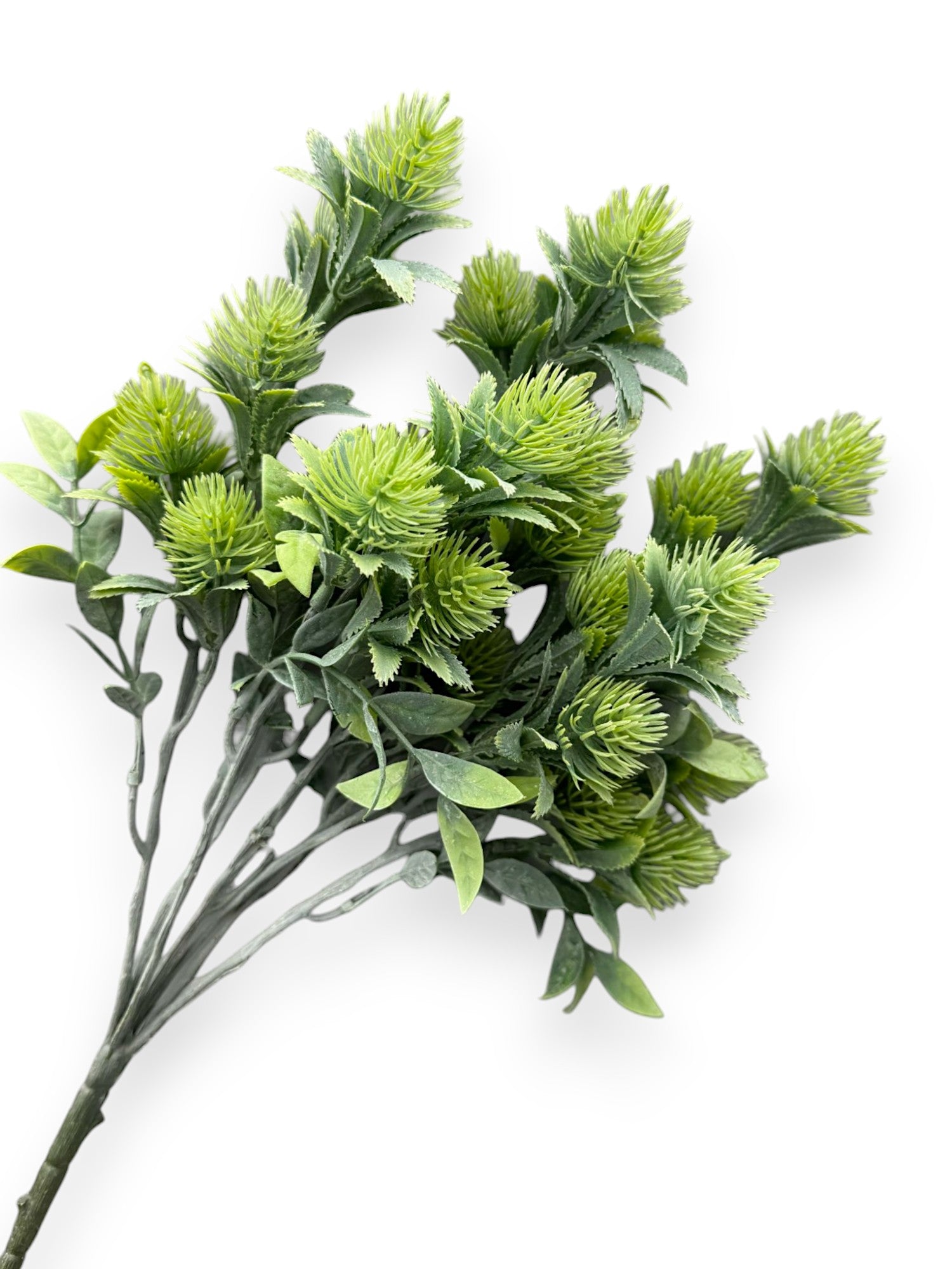 ERYNGO BUSH X7