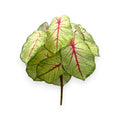 CALADIUM BUSH 16"