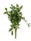 TRADESCANTIA BUSH 2PCS