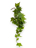 IVY BUSH 28" with UV Protection