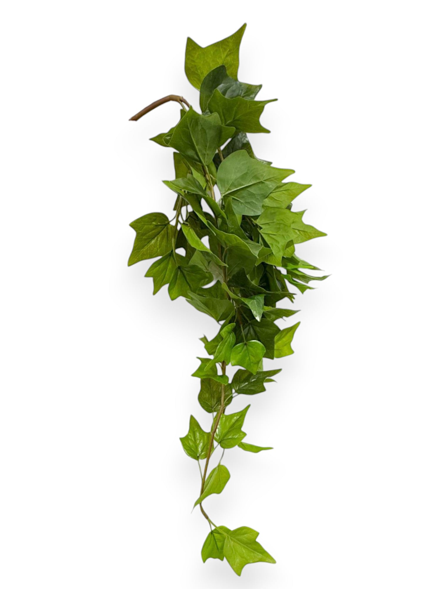 IVY BUSH 28" with UV Protection