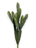 CACTUS SET/3 26"