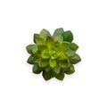 SUCCULENT PICK 7"X3"