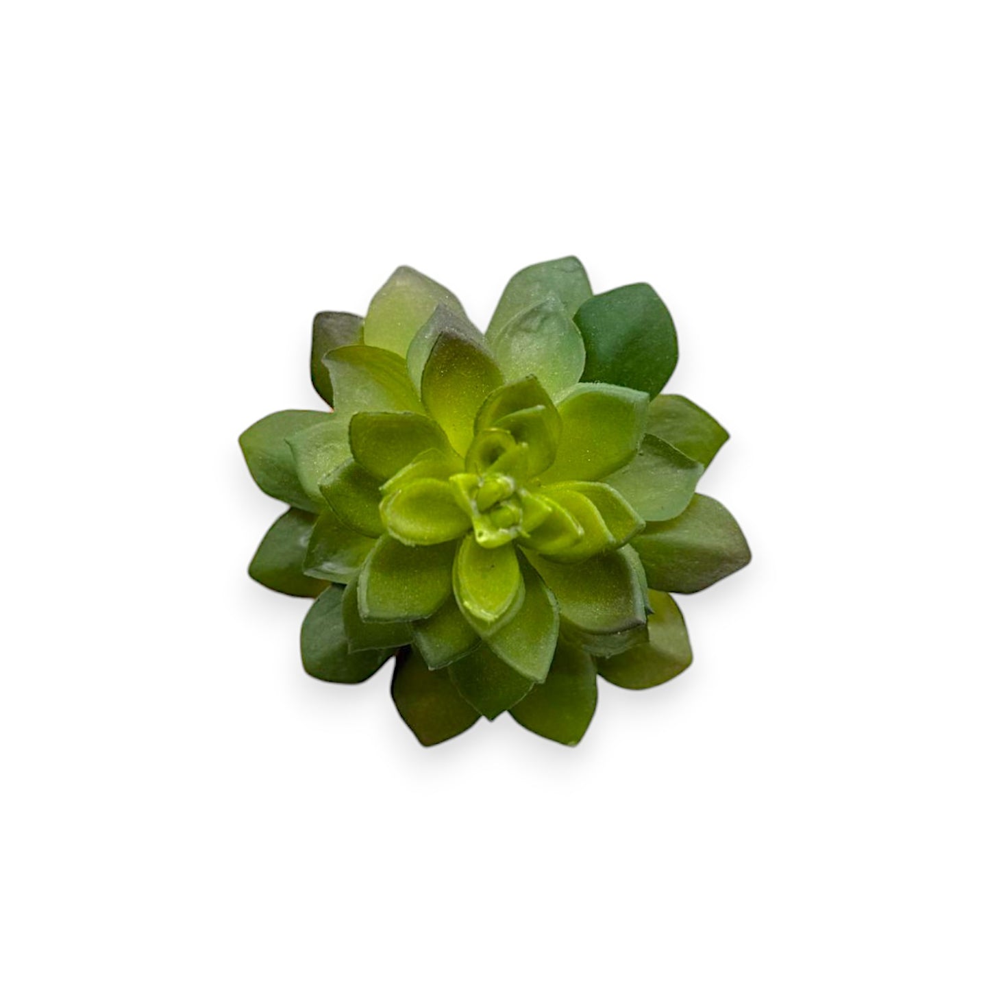 SUCCULENT PICK 7"X3"