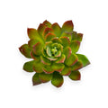 SUCCULENT PICK 7" x 4"