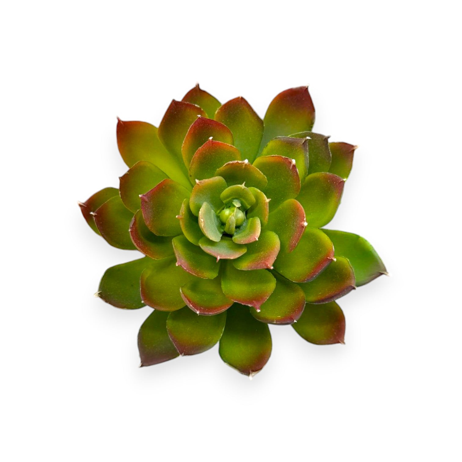 SUCCULENT PICK 7" x 4"