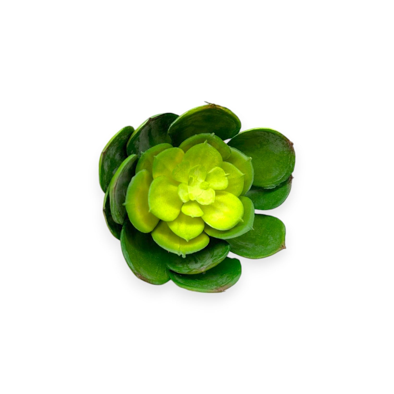 SUCCULENT PICK 5.5" x 3.5"