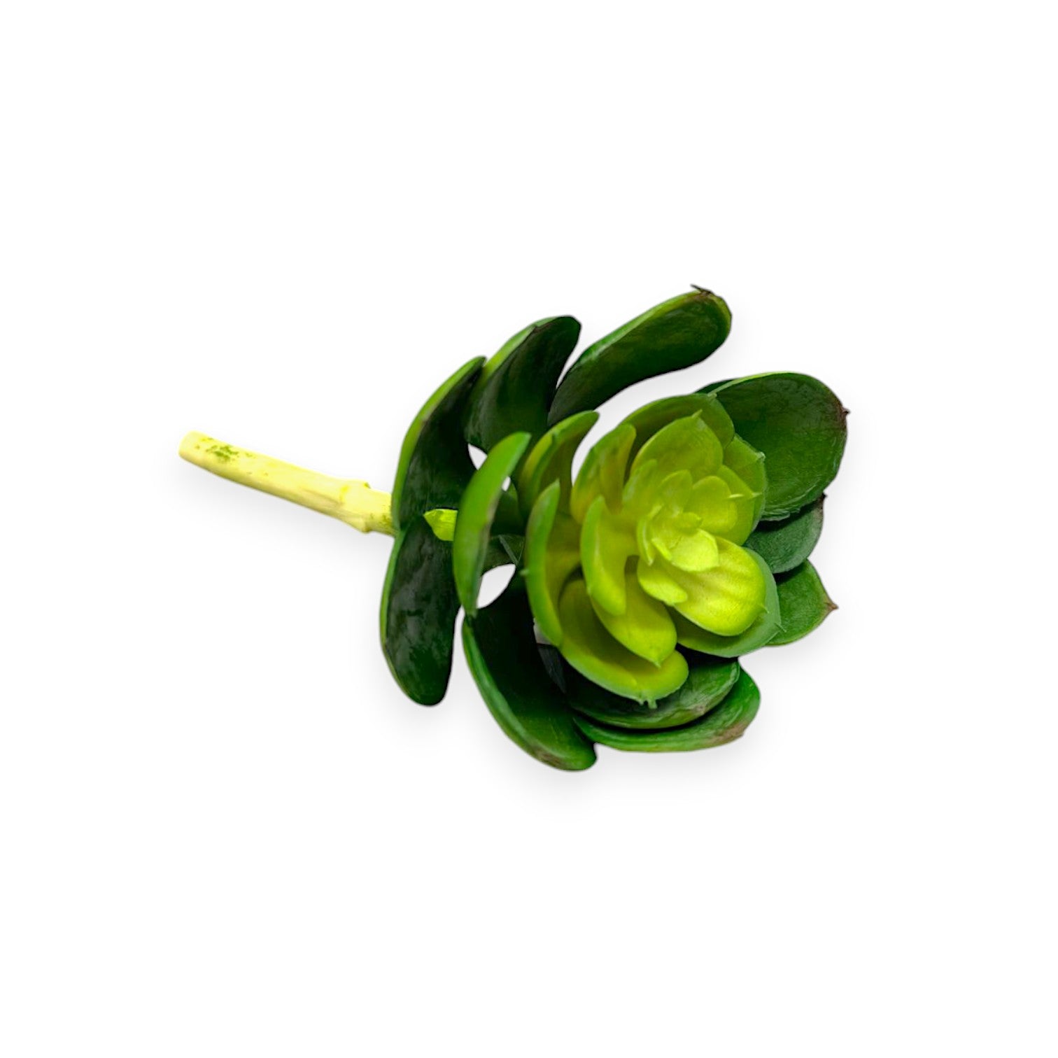 SUCCULENT PICK 5.5" x 3.5"
