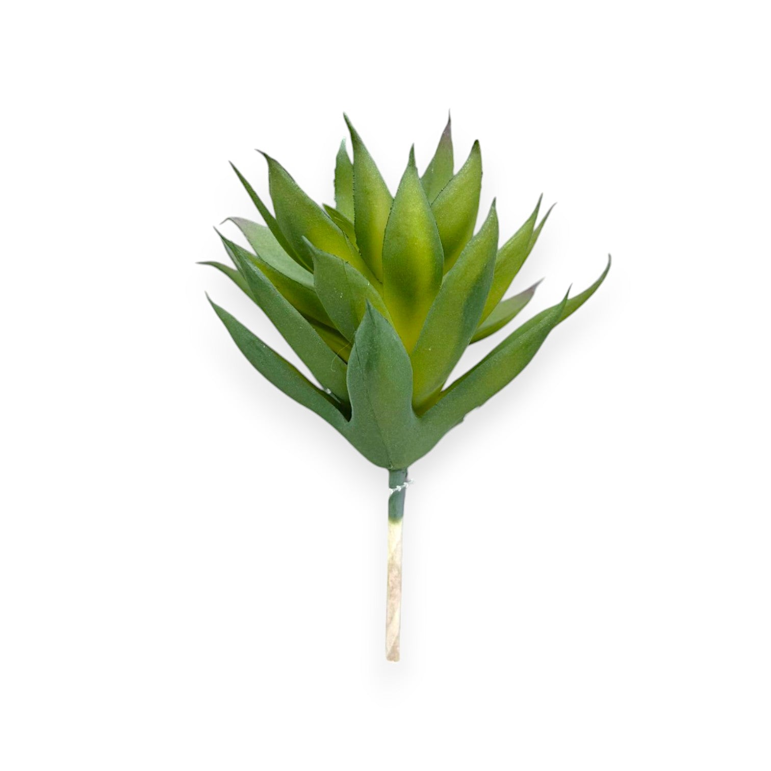 AGAVE PICK 6"