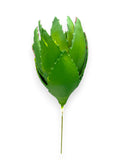 AGAVE 12"