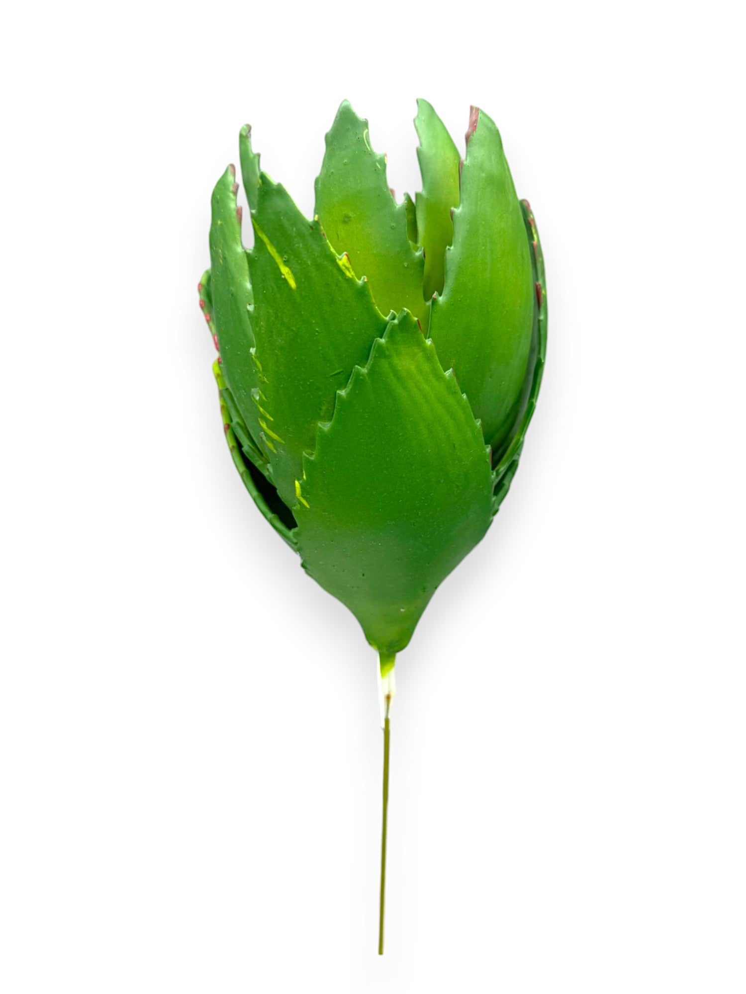AGAVE 12"