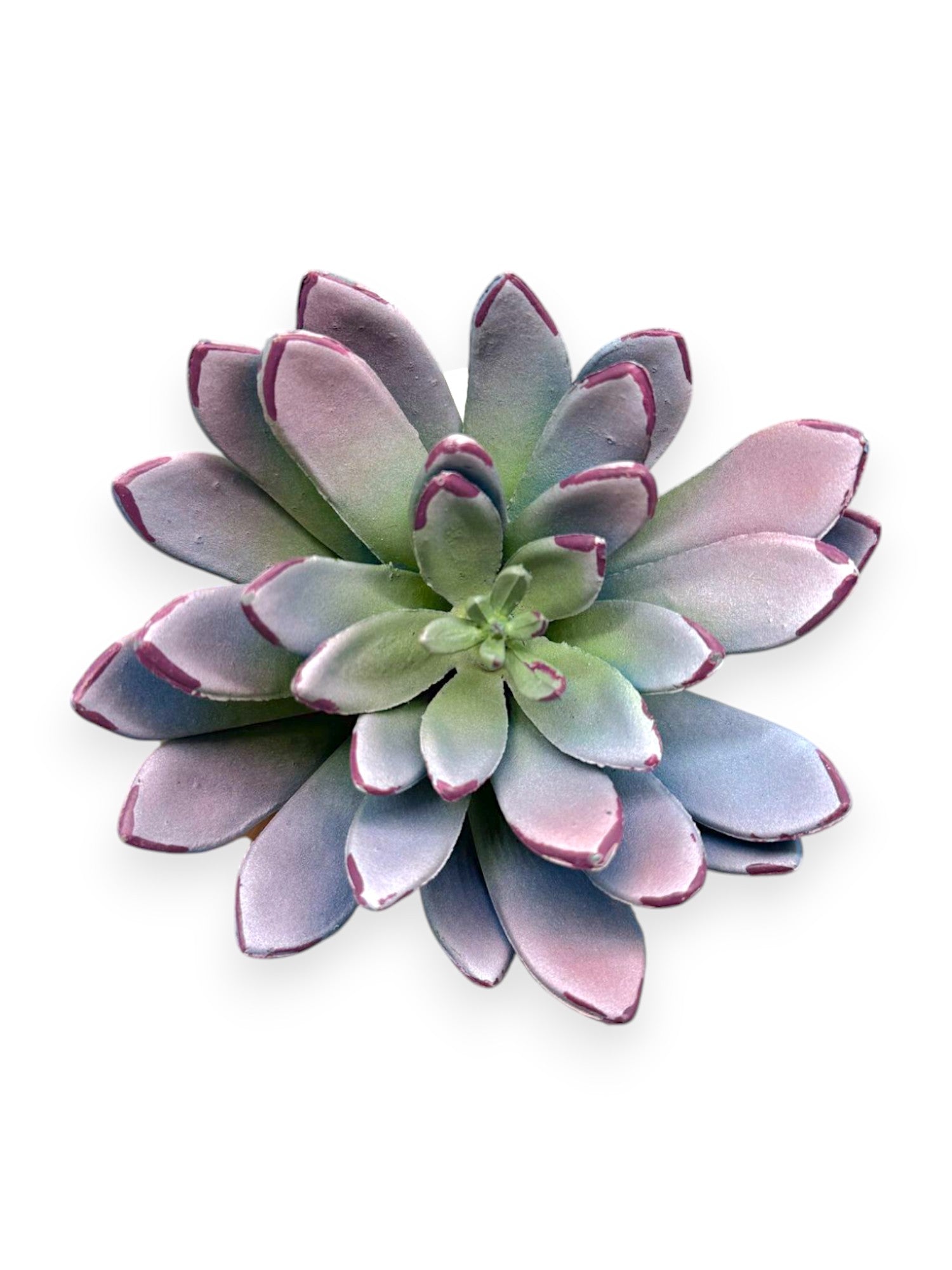 SUCCULENT PICK 8.5"