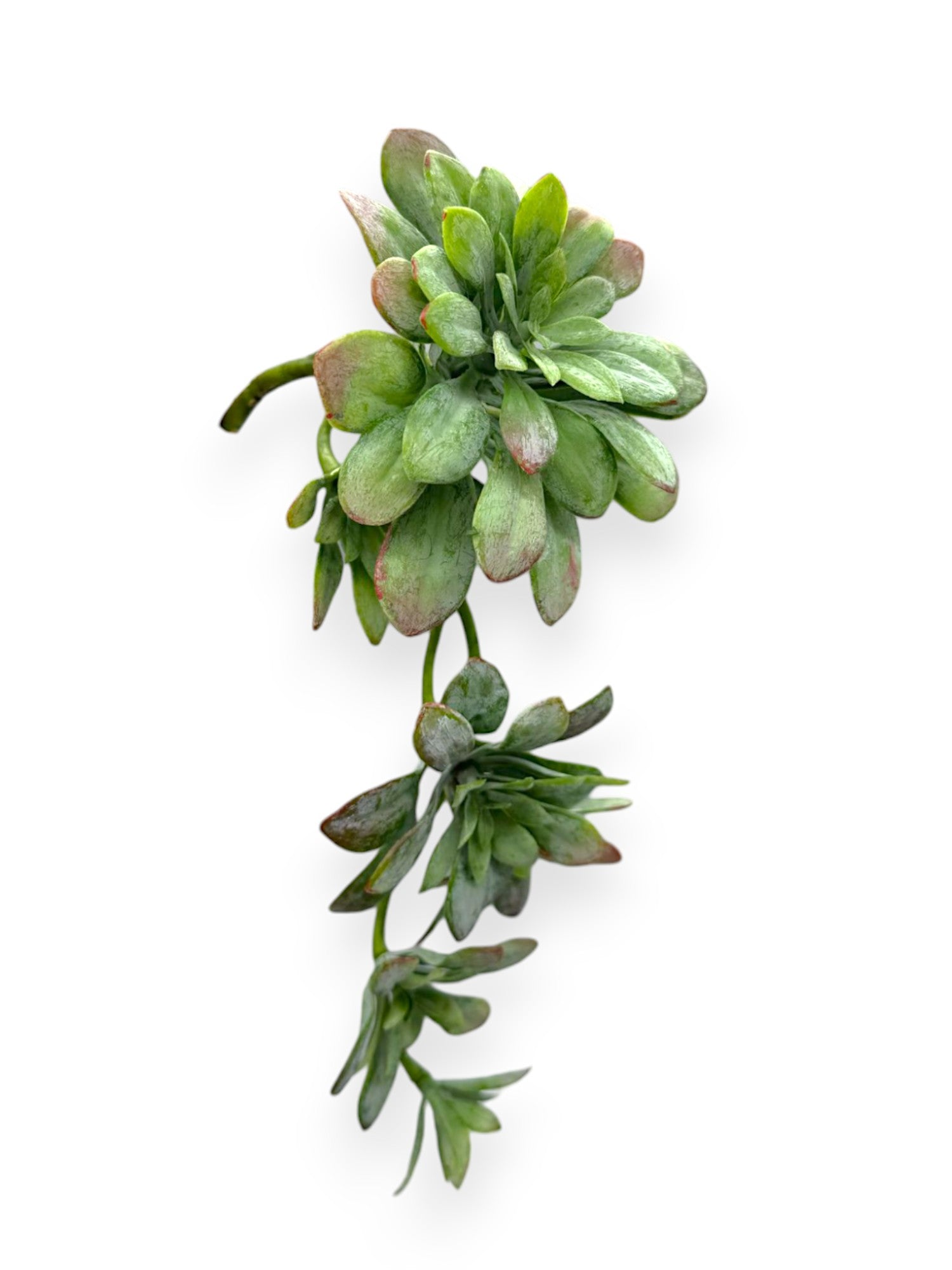 SUCCULENT PICK 12"