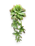 SUCCULENT PICK 12"