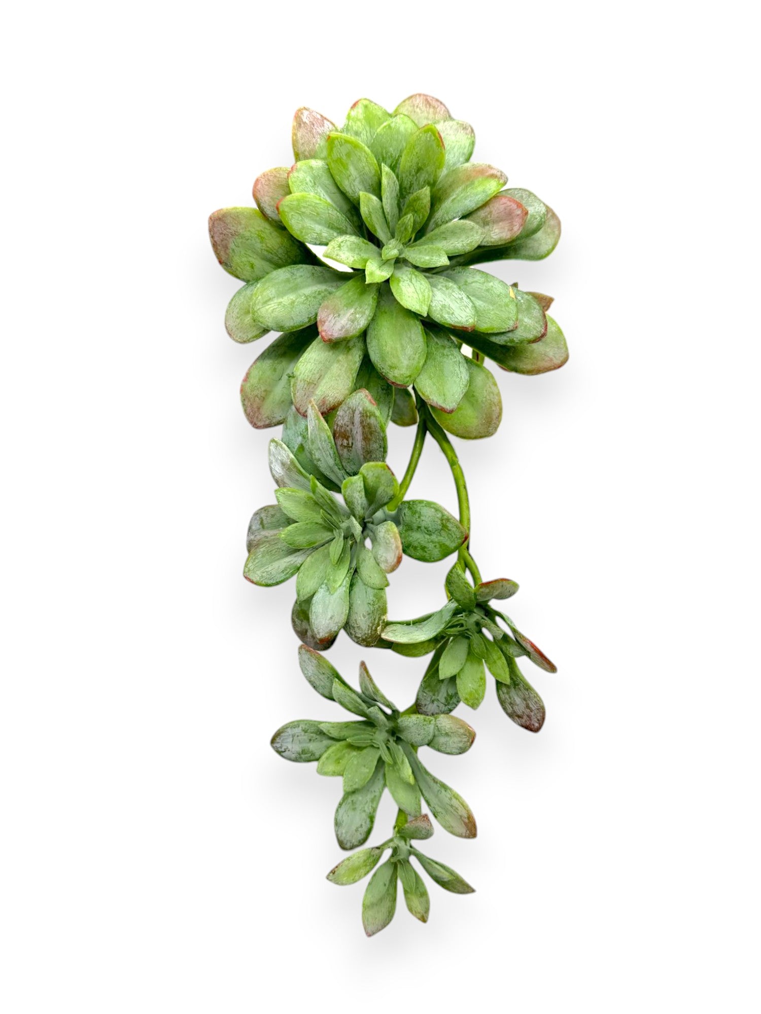SUCCULENT PICK 12"