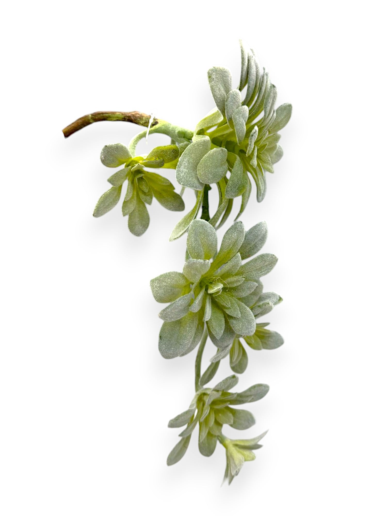 SUCCULENT PICK 12"