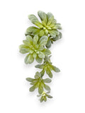 SUCCULENT PICK 12"