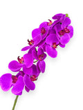 PHALEANOPSIS STEM REAL TOUCH 37"