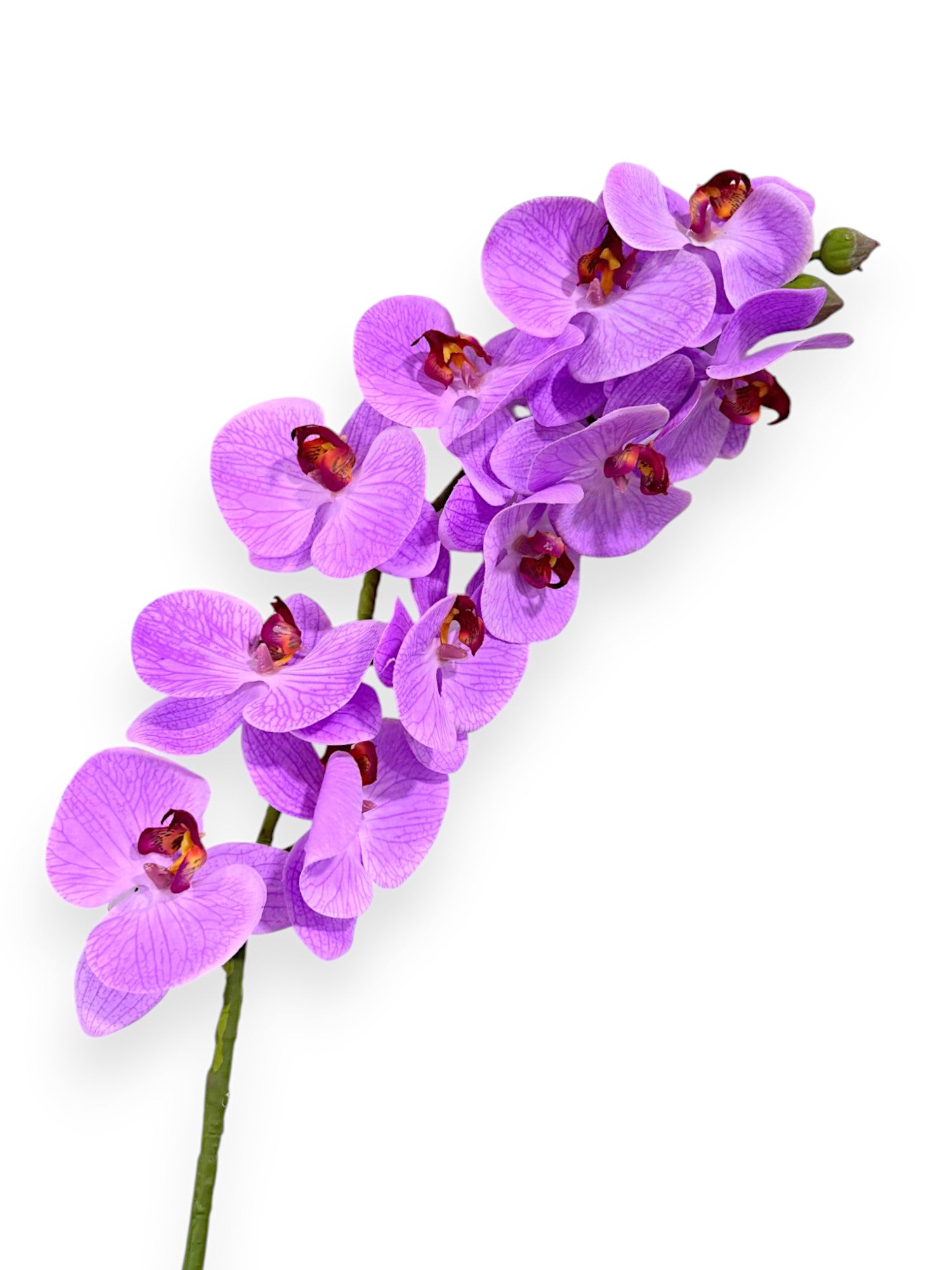 PHALEANOPSIS STEM REAL TOUCH 37"