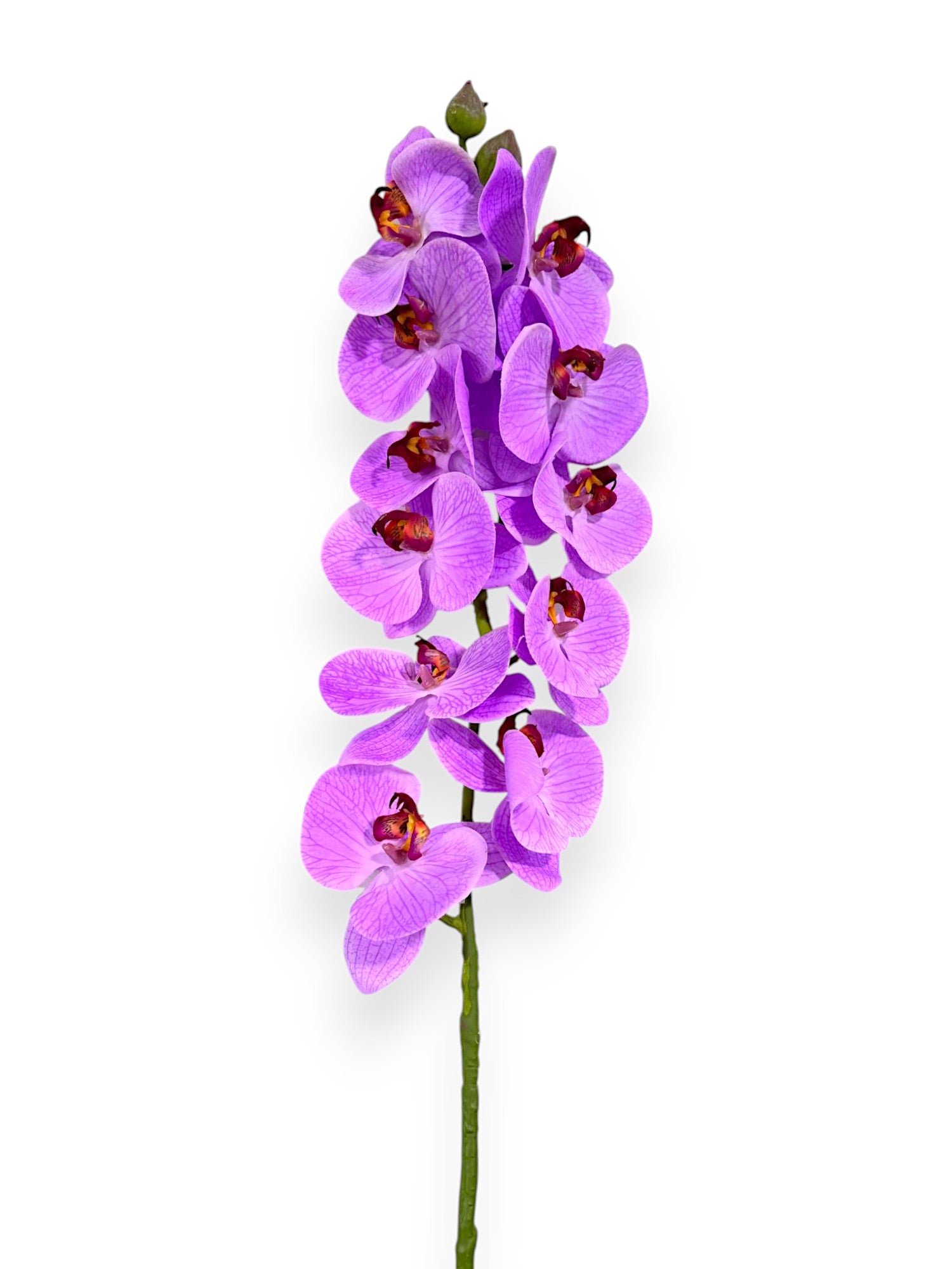 PHALEANOPSIS STEM REAL TOUCH 37"