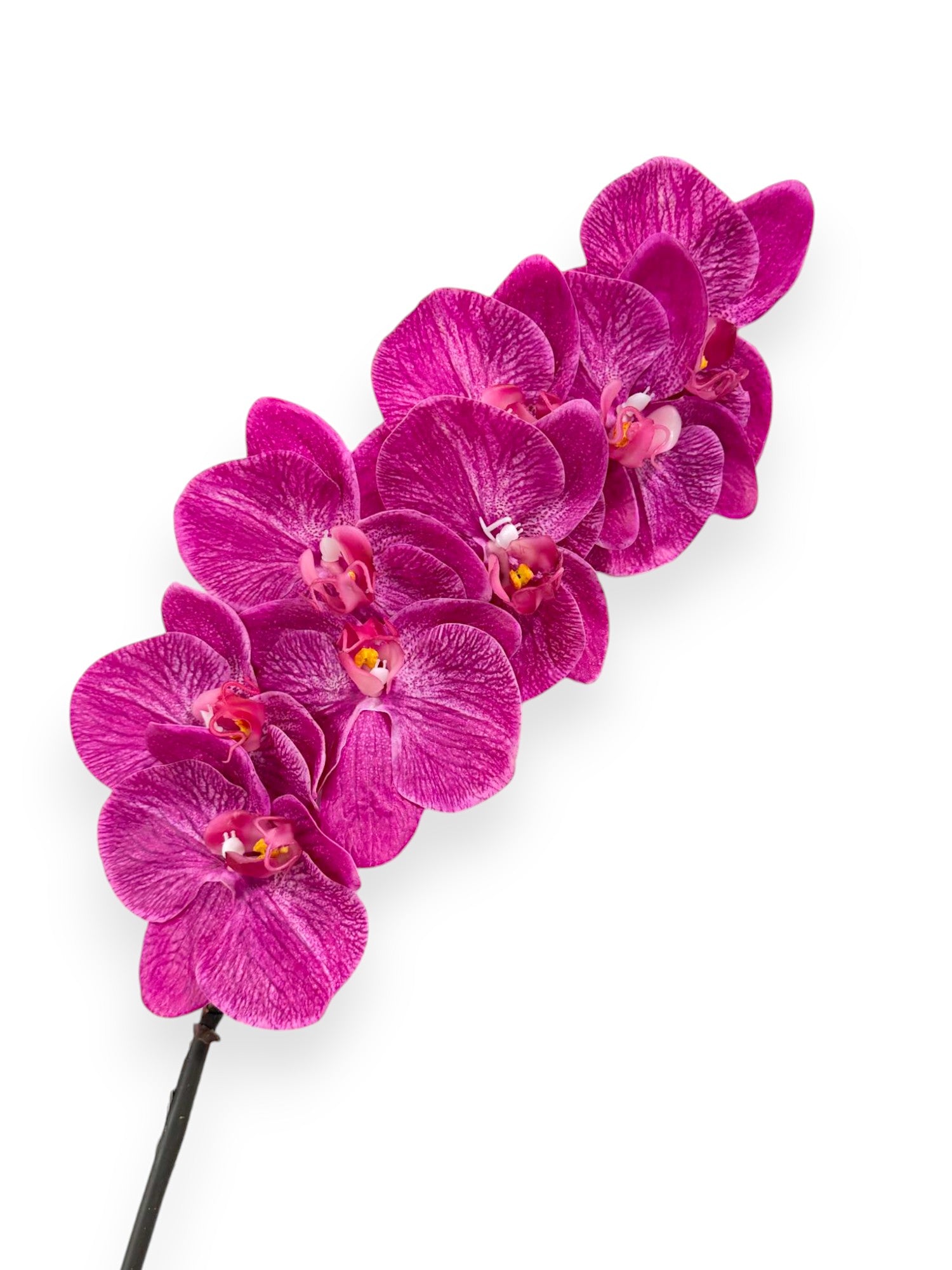 Phalaenopsis Orchid Stem 34" (Magenta)
