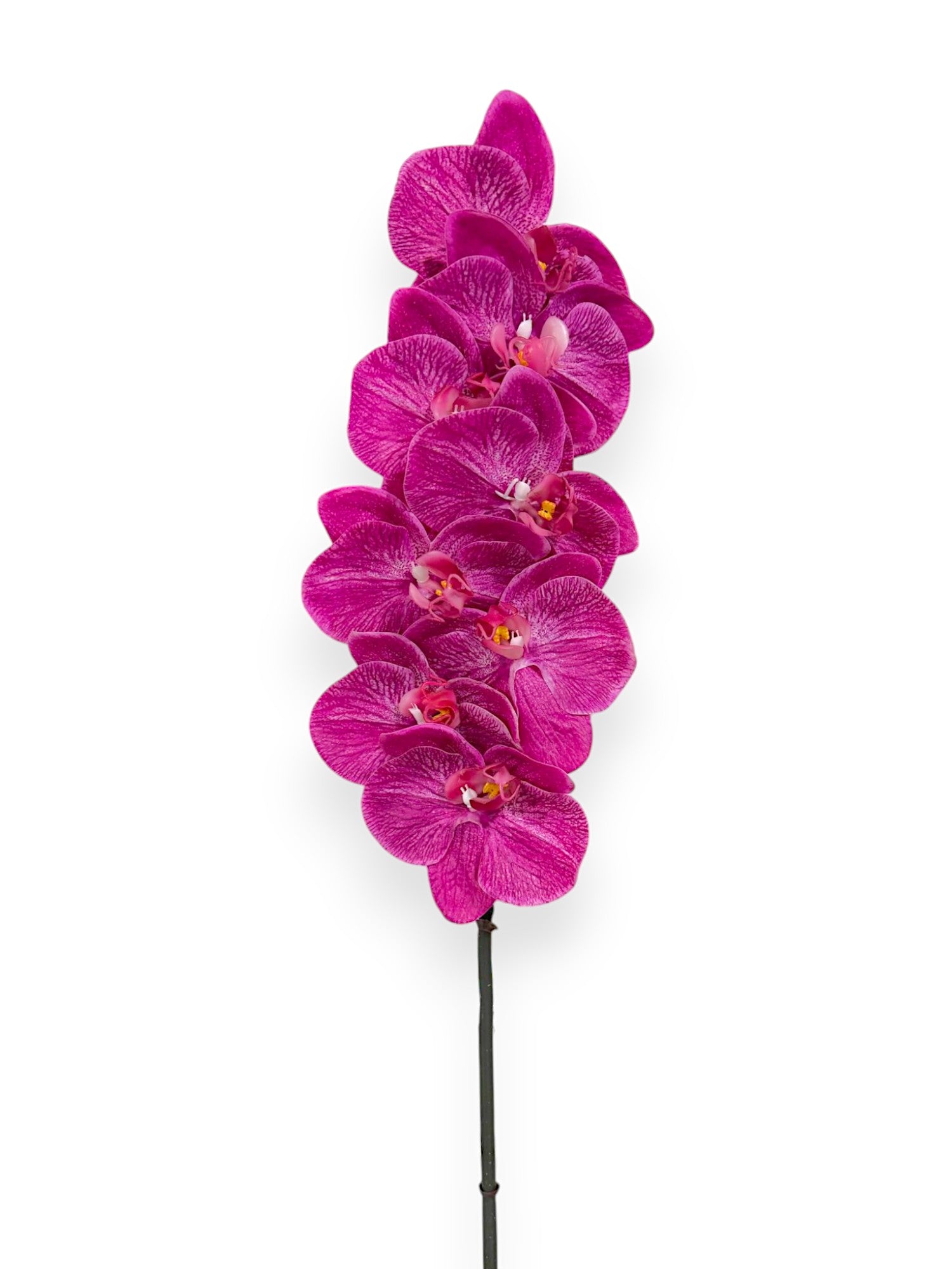 Phalaenopsis Orchid Stem 34" (Magenta)