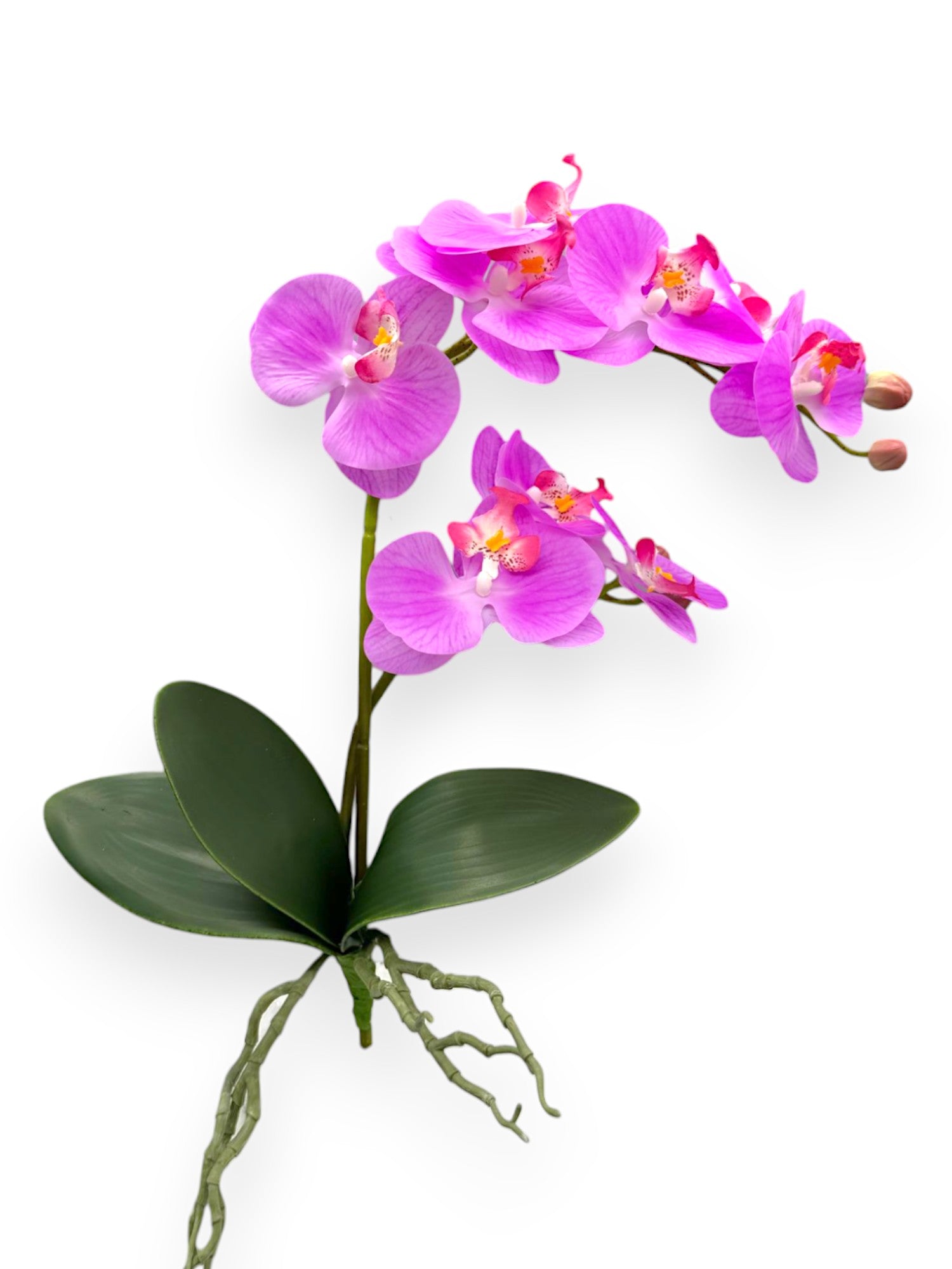PHAL. WITH LEAVES 55CM