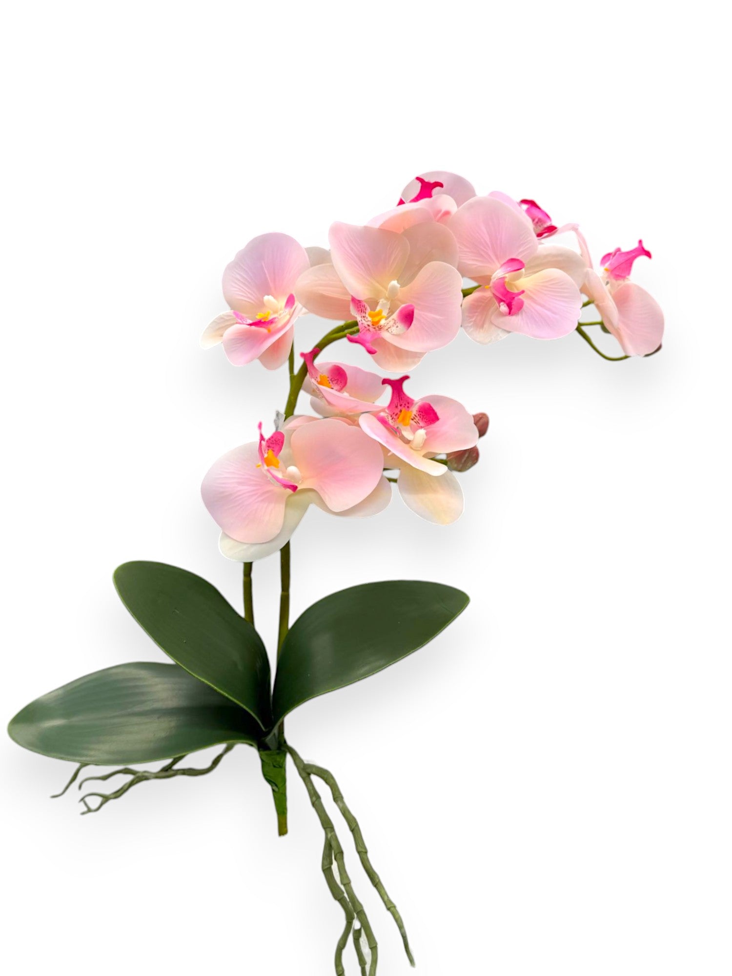 PHAL. WITH LEAVES 55CM