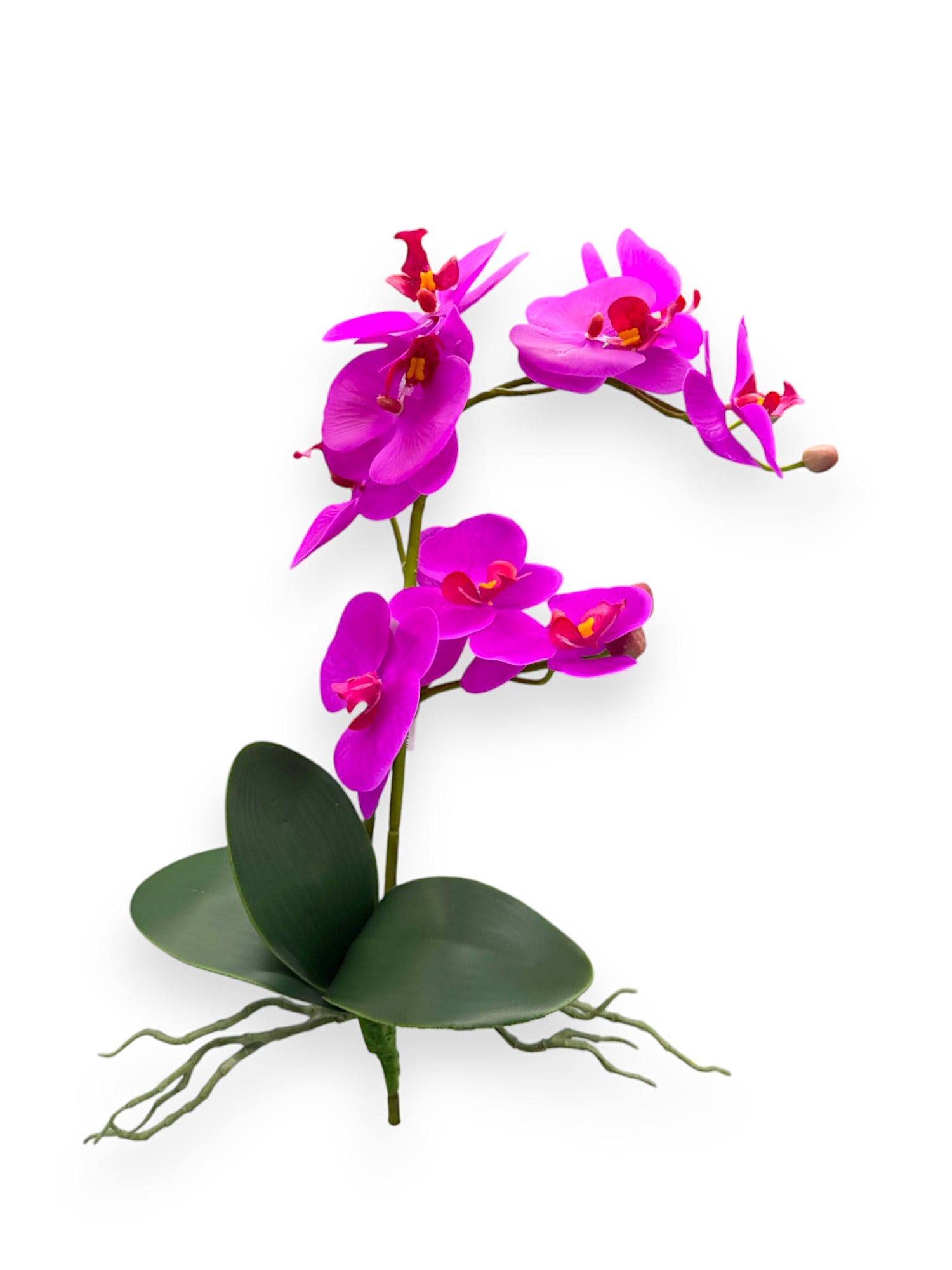 PHAL. WITH LEAVES 55CM