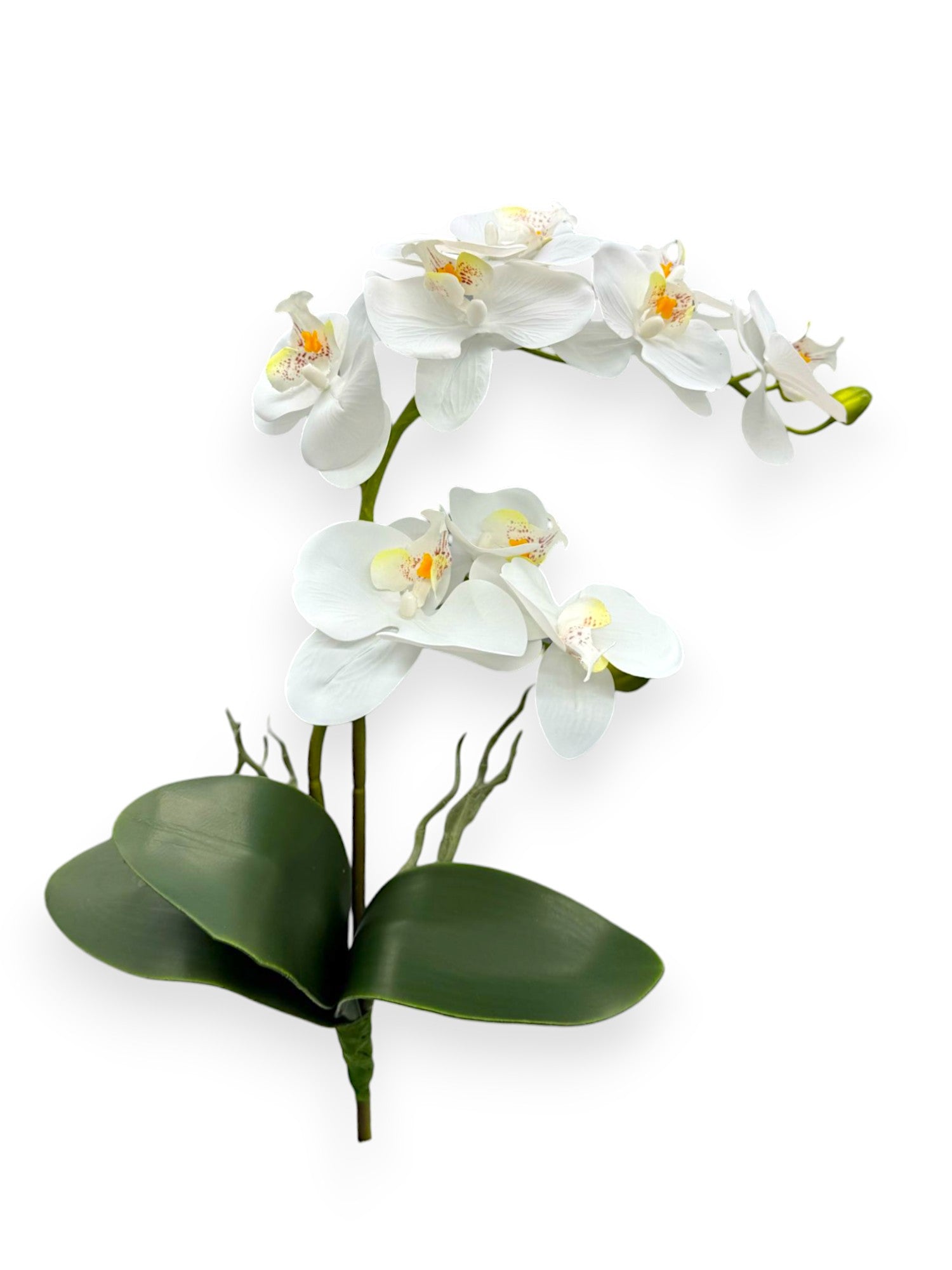 PHAL. WITH LEAVES 55CM