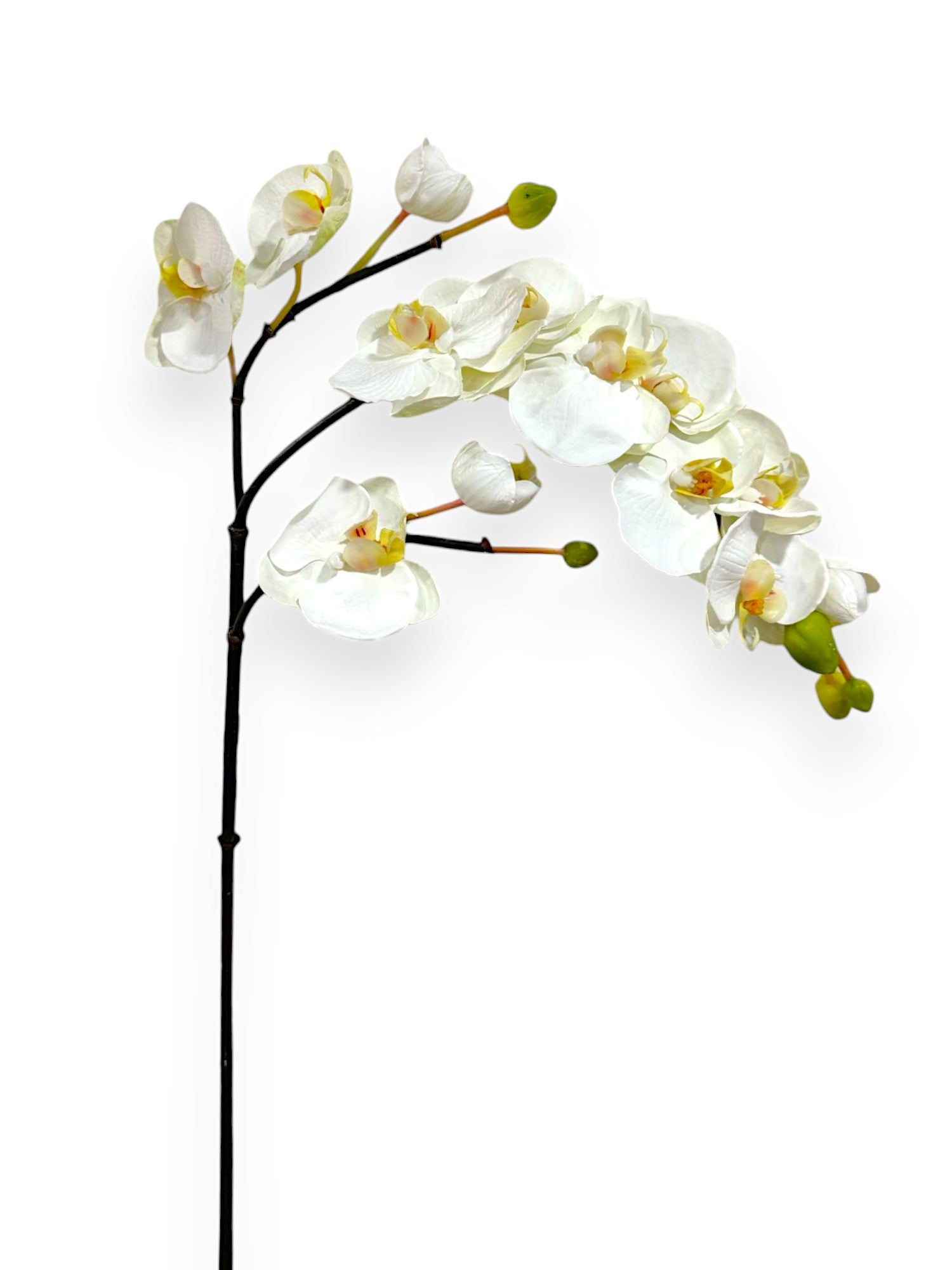 ORCHID PHAL. SPRAY X3 37"