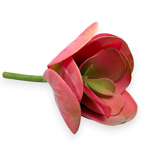 SUCCULENT PADDLE PLANT 9.5"