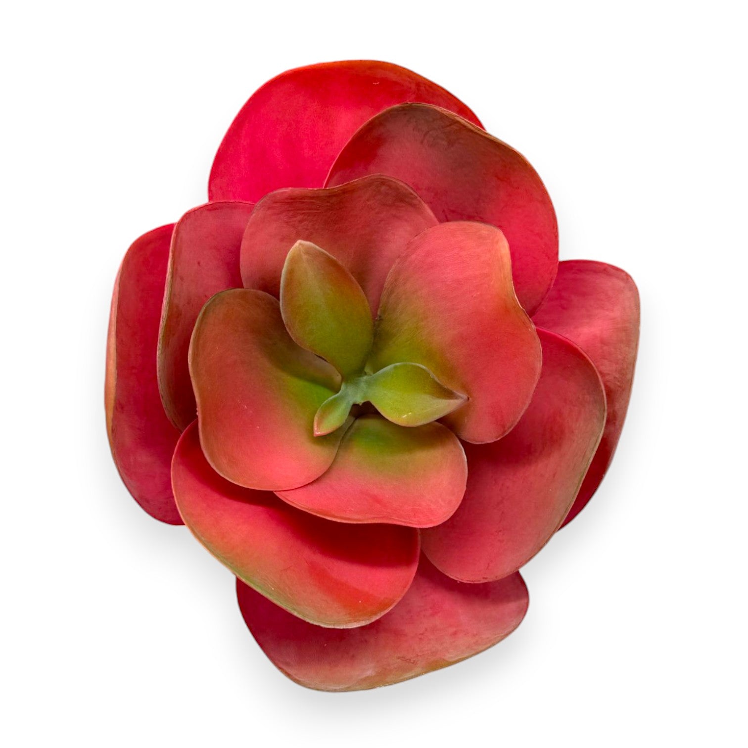 SUCCULENT PADDLE PLANT 9.5"