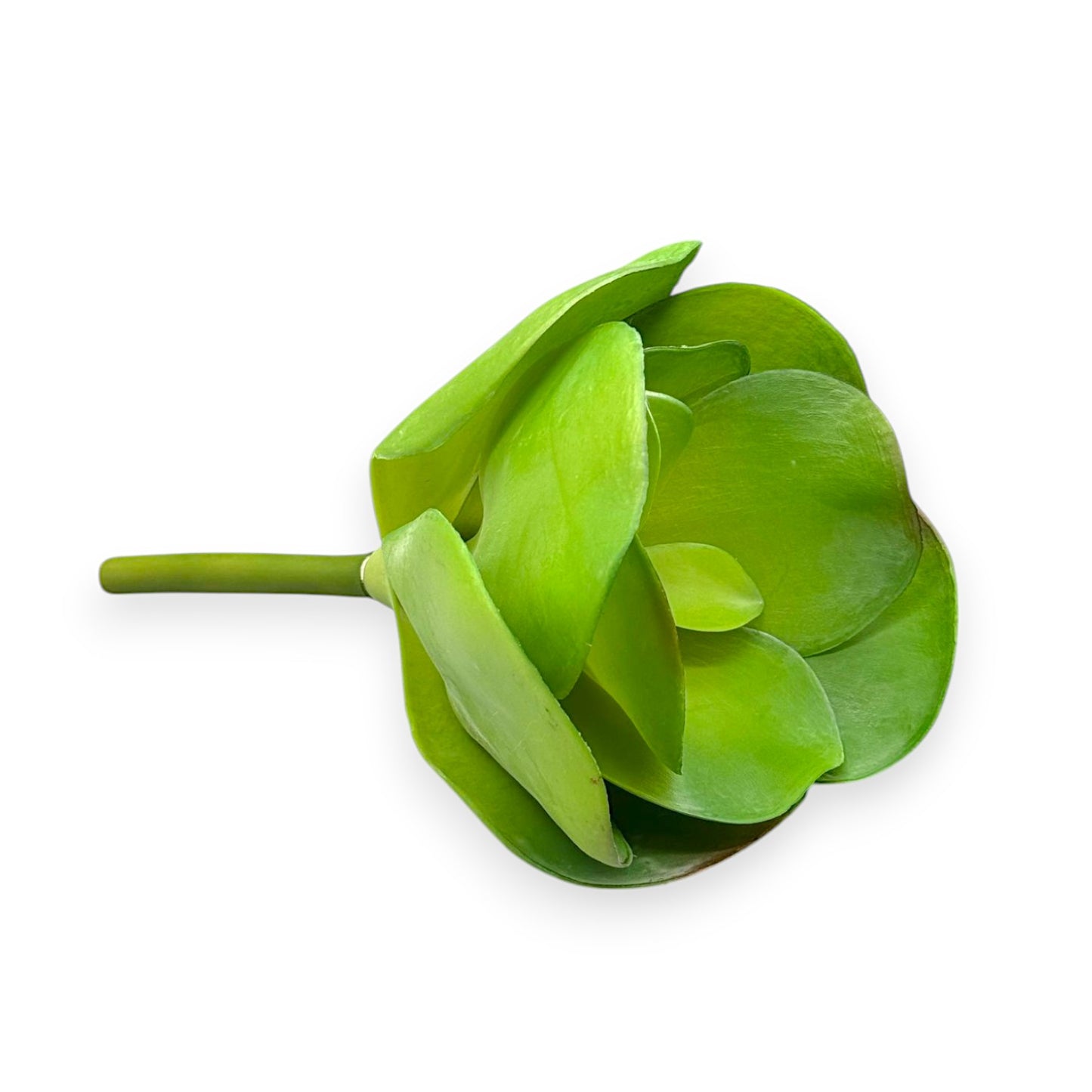 SUCCULENT PADDLE PLANT 7"