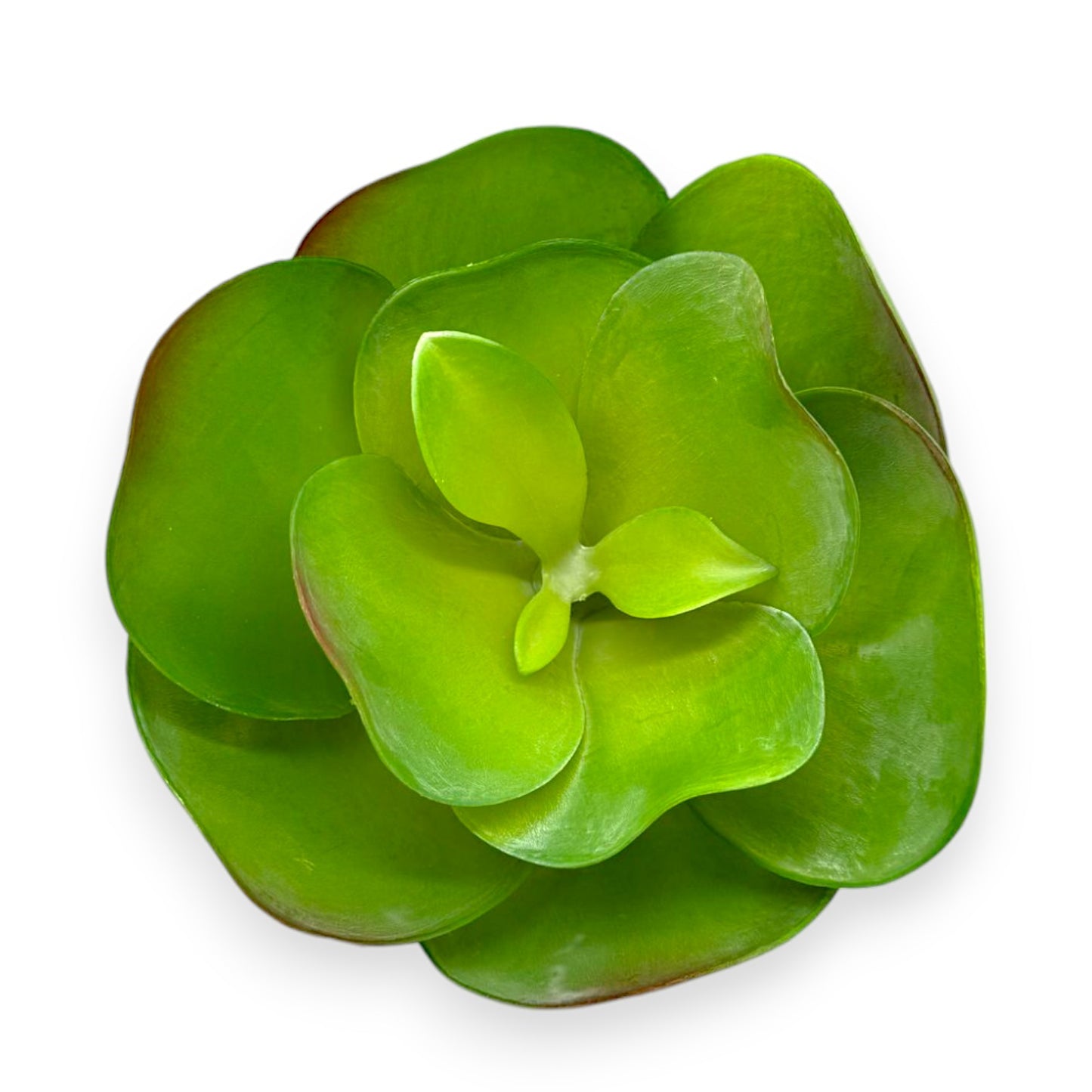 SUCCULENT PADDLE PLANT 7"
