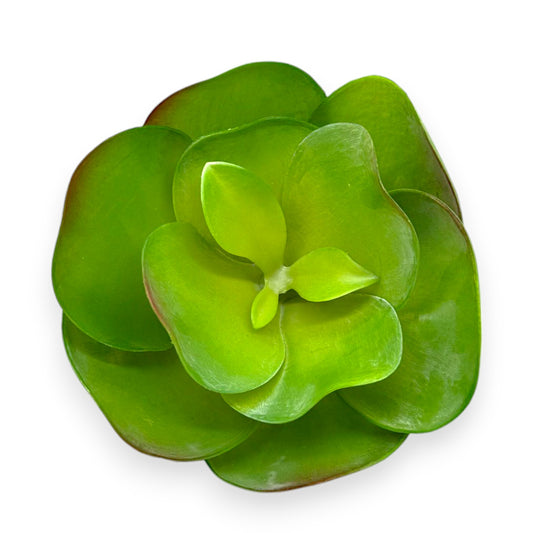 SUCCULENT PADDLE PLANT 7"