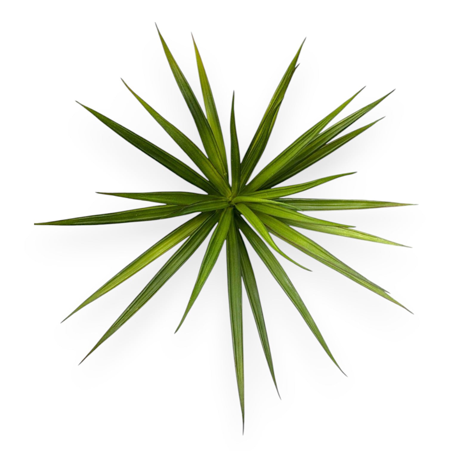 SUCCULENT AGAVE 18"