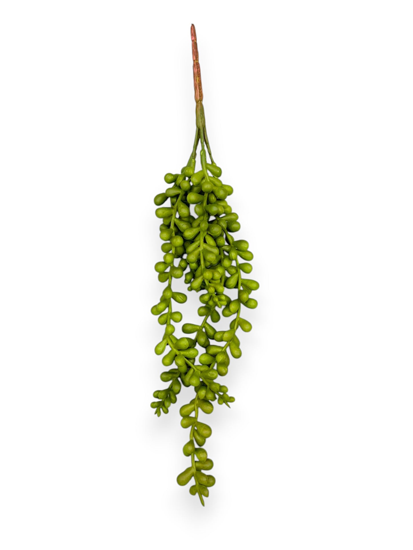 SUCCULENT SEDUM 12"