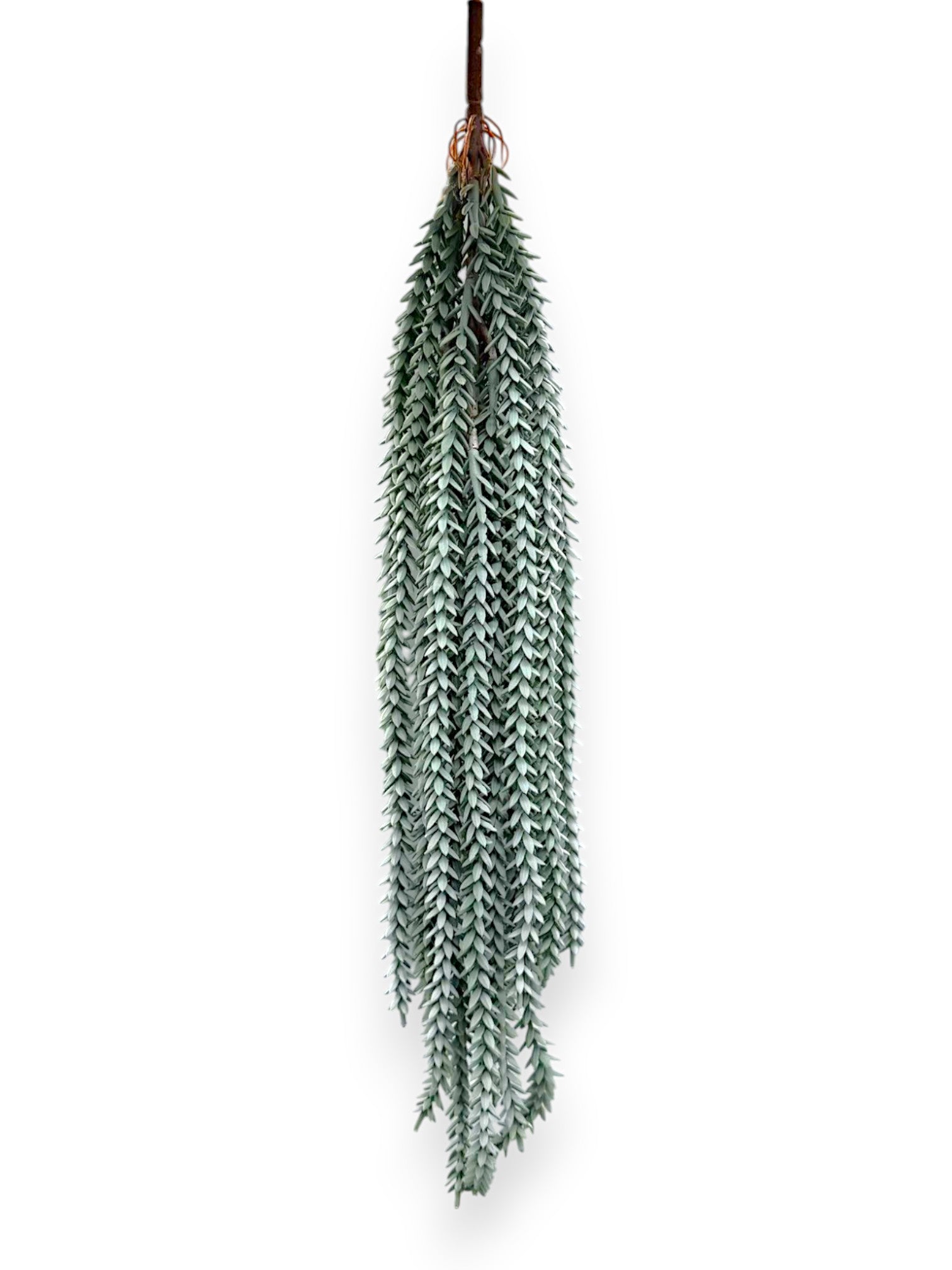 HANGING PLANT 19"