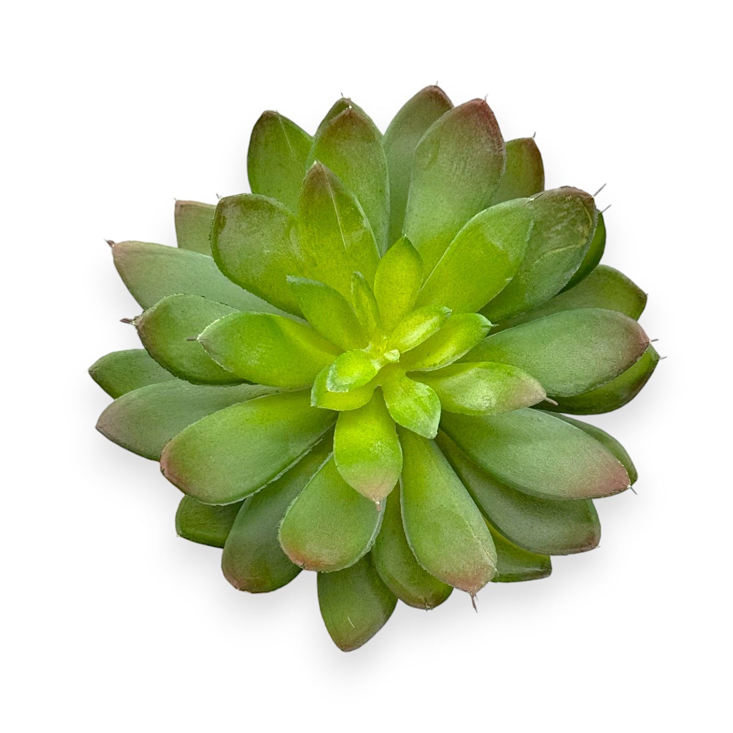 SUCCULENT ECHEVERIA 6"