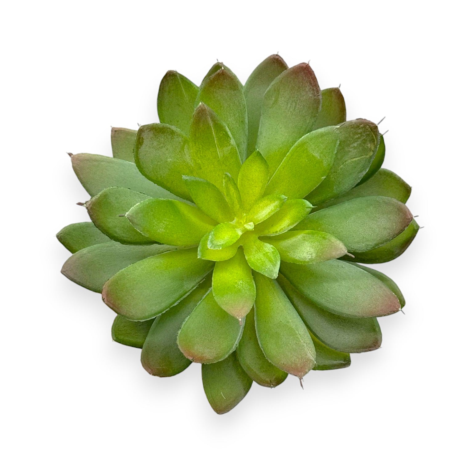 SUCCULENT ECHEVERIA 6"