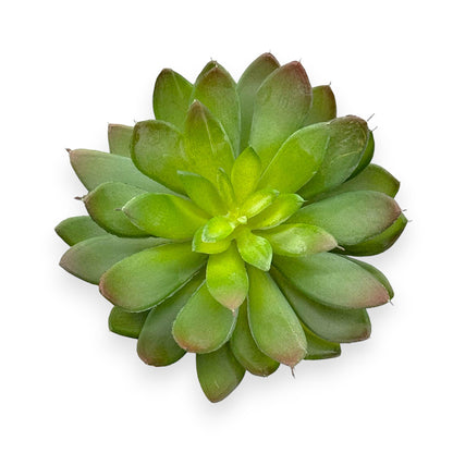 SUCCULENT ECHEVERIA 6"