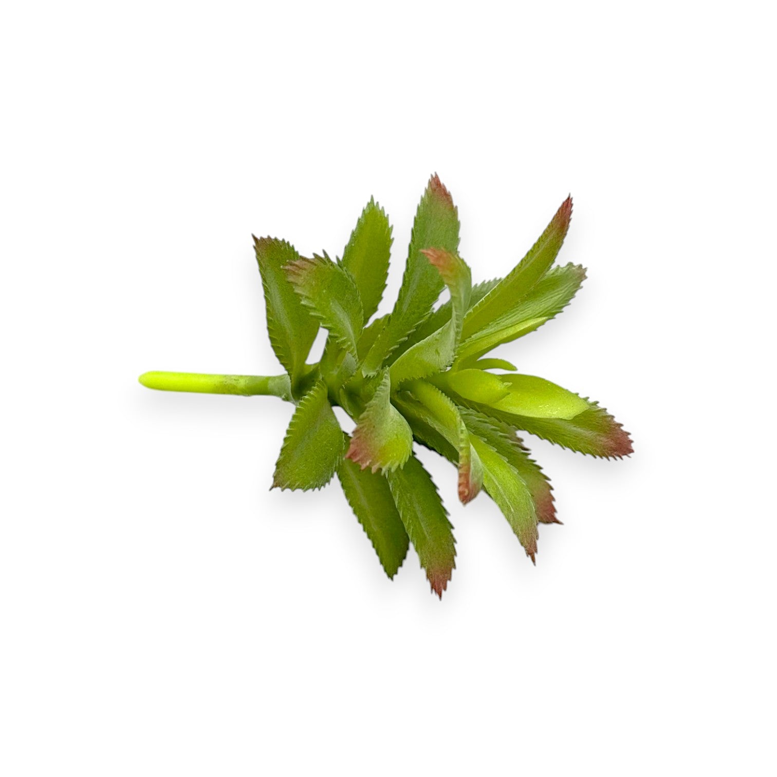 SUCCULENT PICK 3.5"
