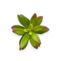 SUCCULENT PICK 3.5"